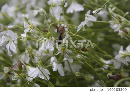 Small Snails on Wet White Wildflowers Closeup Small Snails on Wet White Wildflowers Closeup 140383309