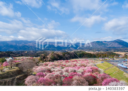 いなべ市農業公園「梅まつり」《三重県 いなべ市 》 140383397