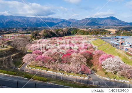 いなべ市農業公園「梅まつり」《三重県 いなべ市 》 140383400
