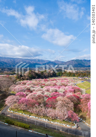 いなべ市農業公園「梅まつり」《三重県 いなべ市 》 いなべ市農業公園「梅まつり」《三重県 いなべ市 》 140383401