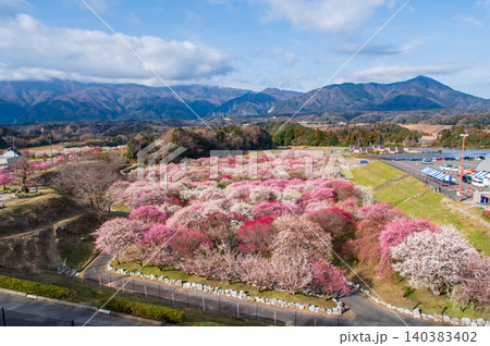 いなべ市農業公園「梅まつり」《三重県 いなべ市 》 いなべ市農業公園「梅まつり」《三重県 いなべ市 》 140383402