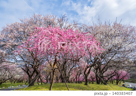 いなべ市農業公園「梅まつり」《三重県 いなべ市 》 いなべ市農業公園「梅まつり」《三重県 いなべ市 》 140383407