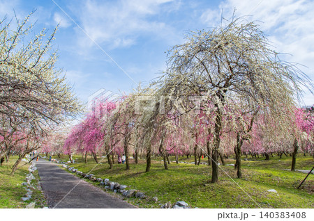 いなべ市農業公園「梅まつり」《三重県 いなべ市 》 いなべ市農業公園「梅まつり」《三重県 いなべ市 》 140383408