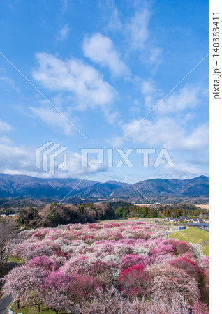 いなべ市農業公園「梅まつり」《三重県 いなべ市 》 140383411