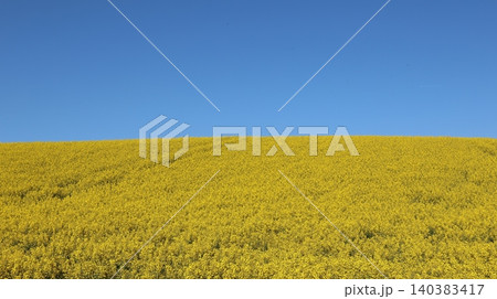 Vast yellow rapeseed field stretching to the horizon beneath a deep blue cloudless sky. Vast yellow rapeseed field stretching to the horizon beneath a deep blue cloudless sky. 140383417