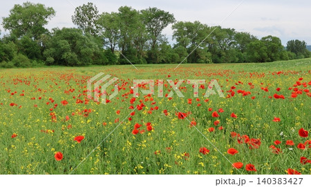 Vibrant meadow filled with red poppies and wildflowers stretching toward a line of leafy trees. Vibrant meadow filled with red poppies and wildflowers stretching toward a line of leafy trees. 140383427
