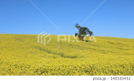 A solitary tree rises from a vast yellow rapeseed field beneath a cloudless blue sky. 140383432