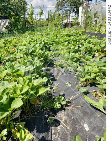 Rows of strawberry plants of Fragaria ananassa on black mulch Rows of strawberry plants of Fragaria ananassa on black mulch 140383442