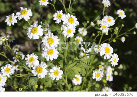 Blooming White Feverfew Daisies Closeup Blooming White Feverfew Daisies Closeup 140383576