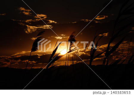 Sun Disappearing Behind Trees with Swaying Branches at Dusk	 140383653