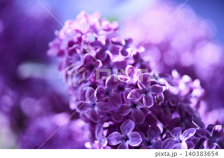 Purple lilac flowers blooming in spring garden Purple lilac flowers blooming in spring garden 140383654