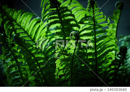 Green fern fronds backlit showing vibrant healthy growth Green fern fronds backlit showing vibrant healthy growth 140383680