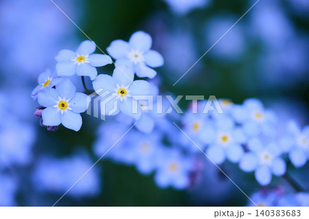 Forget-me-not macro with blooming tiny blue flowers Forget-me-not macro with blooming tiny blue flowers 140383683