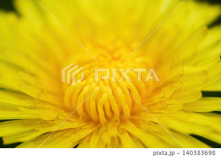 Dandelion flower showing yellow petals and pollen up close 140383698