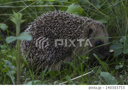 Wild European Hedgehog in Green Grass Closeup Wild European Hedgehog in Green Grass Closeup 140383753