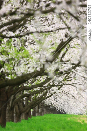 桜のある風景 140383793