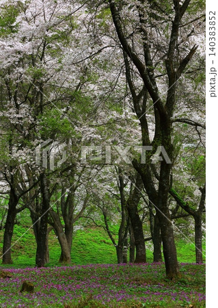 桜のある風景 桜のある風景 140383852