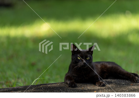緑の背景の前でくつろぐ黒猫 緑の背景の前でくつろぐ黒猫 140383866