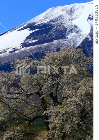 春の青空に映える岩手山 春の青空に映える岩手山 140383915