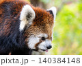 天真爛漫 レッサーパンダ 天真爛漫 レッサーパンダ 140384148