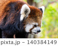天真爛漫 レッサーパンダ 天真爛漫 レッサーパンダ 140384149