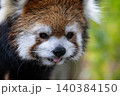 天真爛漫 レッサーパンダ 天真爛漫 レッサーパンダ 140384150
