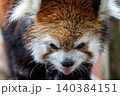 天真爛漫 レッサーパンダ 天真爛漫 レッサーパンダ 140384151