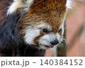 天真爛漫 レッサーパンダ 天真爛漫 レッサーパンダ 140384152