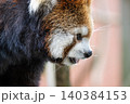 天真爛漫 レッサーパンダ 天真爛漫 レッサーパンダ 140384153