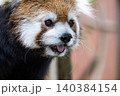 天真爛漫 レッサーパンダ 天真爛漫 レッサーパンダ 140384154