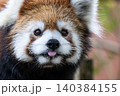 天真爛漫 レッサーパンダ 天真爛漫 レッサーパンダ 140384155