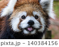 天真爛漫 レッサーパンダ 天真爛漫 レッサーパンダ 140384156