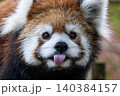 天真爛漫 レッサーパンダ 天真爛漫 レッサーパンダ 140384157