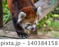 天真爛漫 レッサーパンダ 天真爛漫 レッサーパンダ 140384158