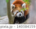 天真爛漫 レッサーパンダ 天真爛漫 レッサーパンダ 140384159