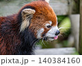 天真爛漫 レッサーパンダ 天真爛漫 レッサーパンダ 140384160