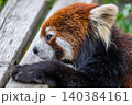 天真爛漫 レッサーパンダ 天真爛漫 レッサーパンダ 140384161