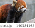 天真爛漫 レッサーパンダ 天真爛漫 レッサーパンダ 140384162