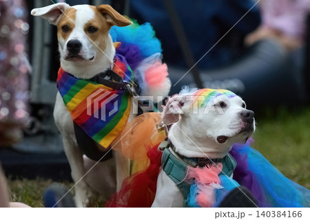 Dogs wearing rainbow costumes attending pride event 140384166