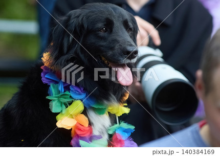 Black dog wearing rainbow lei at pride event Black dog wearing rainbow lei at pride event 140384169