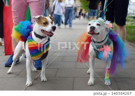 Pride dogs celebrating equality during rainbow parade Pride dogs celebrating equality during rainbow parade 140384207