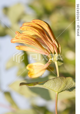 Honeysuckle Flower Buds in Golden Sunlight Closeup Honeysuckle Flower Buds in Golden Sunlight Closeup 140384346
