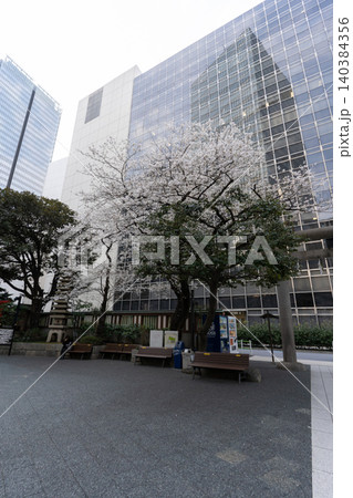 虎ノ門金刀比羅宮の桜と高層ビル群 虎ノ門金刀比羅宮の桜と高層ビル群 140384356