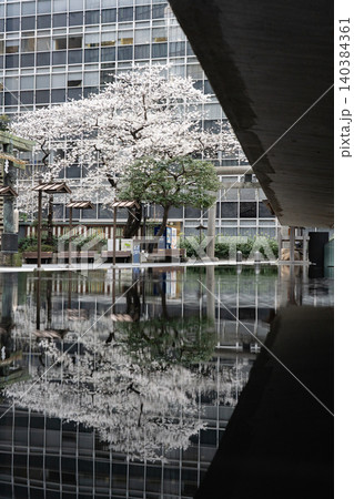 水鏡に映る虎ノ門金刀比羅宮の桜 140384361
