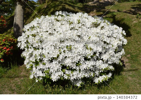 ツツジの花 山形県庄内 ツツジの花 山形県庄内 140384372