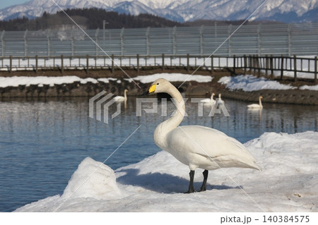氷上で休む白鳥 氷上で休む白鳥 140384575