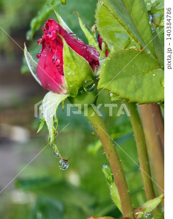 Young rose bud of Rosa hybrida with raindrops Young rose bud of Rosa hybrida with raindrops 140384786