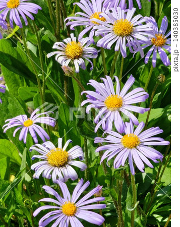 Italian aster flowers of Aster amellus in full bloom Italian aster flowers of Aster amellus in full bloom 140385030