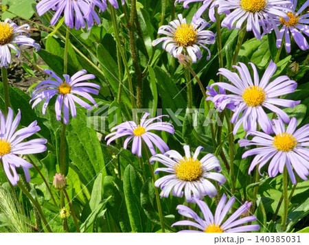 Italian asters of Aster amellus among green foliage Italian asters of Aster amellus among green foliage 140385031