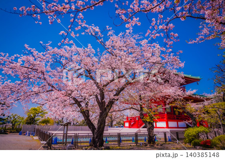 春の寺と桜 140385148